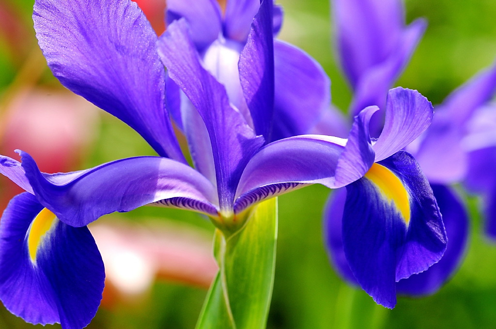 زنبق سنگونیا